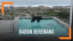 Seorang warga di Afrika Selatan dikejutkan dengan munculnya sepasang babon di kolam renang rumahnya. Lucunya, para babon tersebut begitu asik bermain di kolam. Salah satu aktivitas yang dilakukannya adalah berenang.