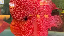 Ikan Louhan Invasi Danau di Filipina, Ancam Ekosistem