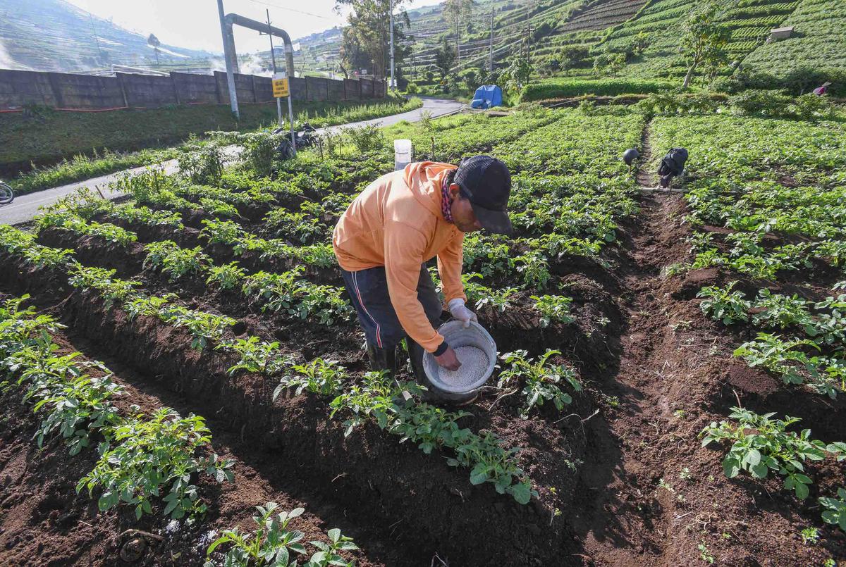 FOTO: Petani Kentang Dieng Terpinggirkan di Tengah Turunnya Harga Pupuk Subsidi