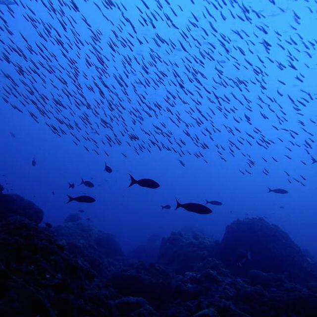Perubahan Iklim Sebabkan Ikan Laut Sulit Cari Makan Ini Alasannya Global Liputan6 Com
