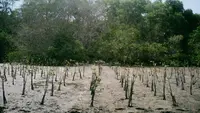Langkah Berkelanjutan dengan Penanaman Mangrove hingga Perlindungan Satwa Laut