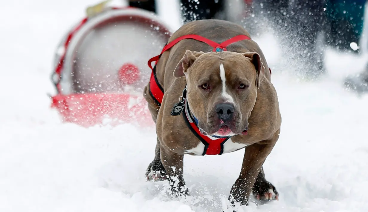 Seekor anjing bernama Dozer menarik tong bir di arena salju saat perlombaan Monster Dog Pull di Red Lodge Ales, Montana (25/2). Lomba menarik tong di salju ini diikuti sekitar 40 anjing dari wilayah tersebut. (Jim Urquhart / Getty Images / AFP)