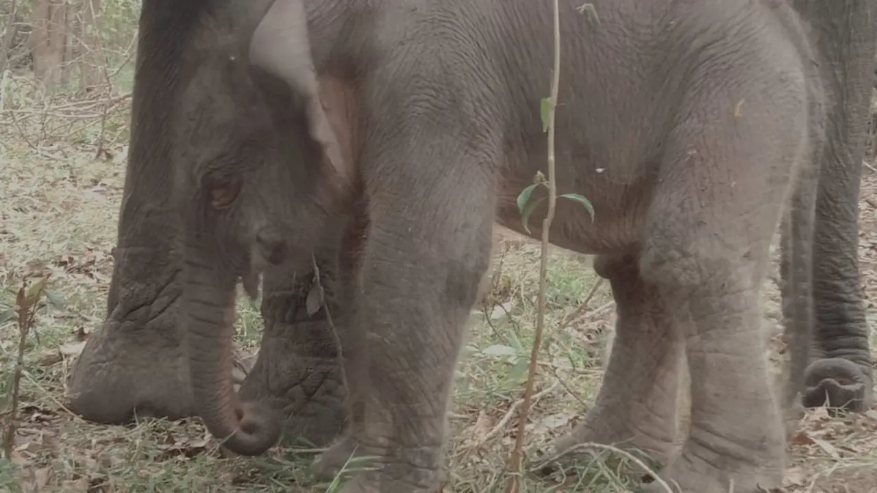 Hore, Bayi Gajah Sumatera Kembali Lahir di Taman Nasional Way Kambas
