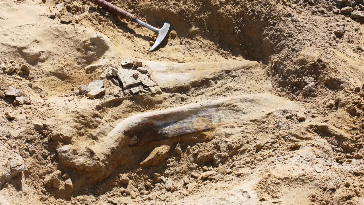 PHOTO: Mengejutkan, Fosil Dinosaurus Berusia 66 Juta Tahun Ditemukan di Colorado
