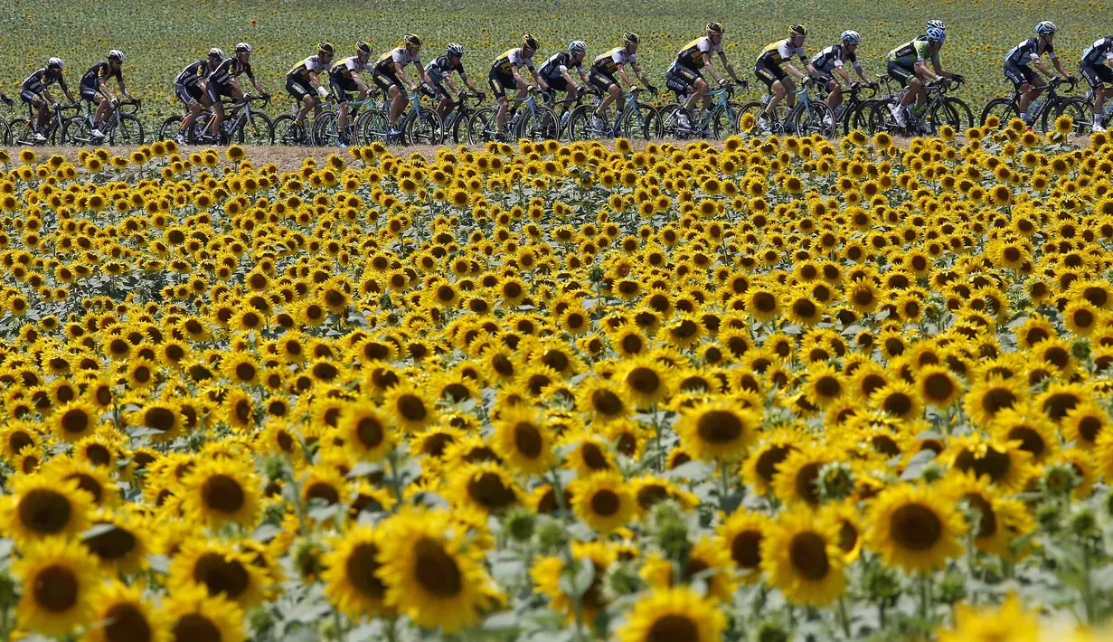 Para pebalap sedang berlomba di Etape 13 Tour de France yang berjarak 198.5-km (123.3 miles) antara Muret menuju Rodez, Prancis. (17/7/2015). (REUTERS/Eric Gaillard)
