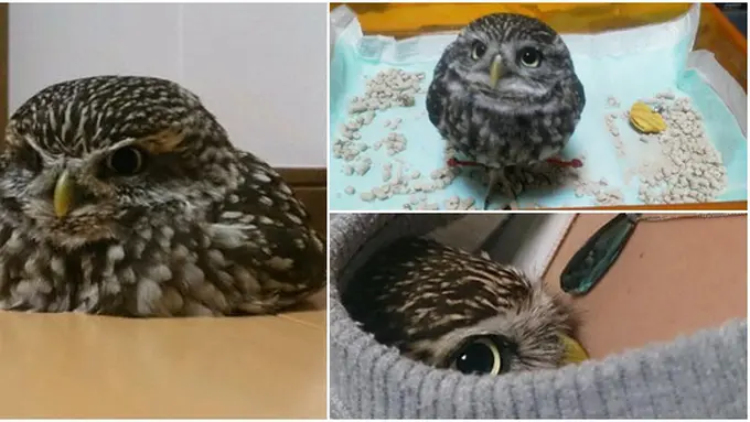 Photo copyright Rocketnews24.com