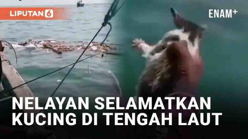 VIDEO: Viral Mancing di Laut Malah Ketemu Kucing Terapung, Tuai Pujian Warganet