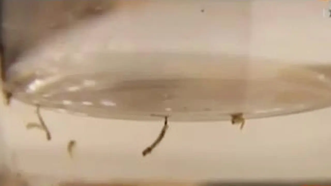 Zika di Singapura 