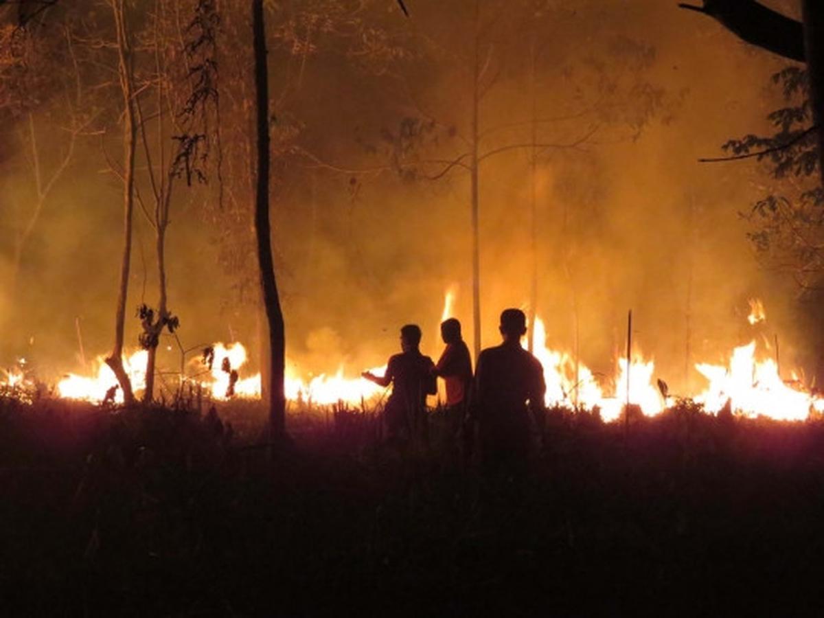 Meratapi kehidupan orang utan di Kalimantan terancam kabut asap
