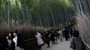 Para wisatawan berfoto saat mengunjungi Hutan Bambu Sagano di Arashiyama, Kyoto, Jepang pada 8 Desember 2018. Saat angin berhembus, deret bambu di hutan ini kerap mengeluarkan suara seperti siulan. (Behrouz MEHRI / AFP)