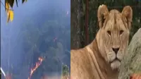 Kebakaran Hutan hingga Melihat Pembedahan Singa di Kebun Binatang