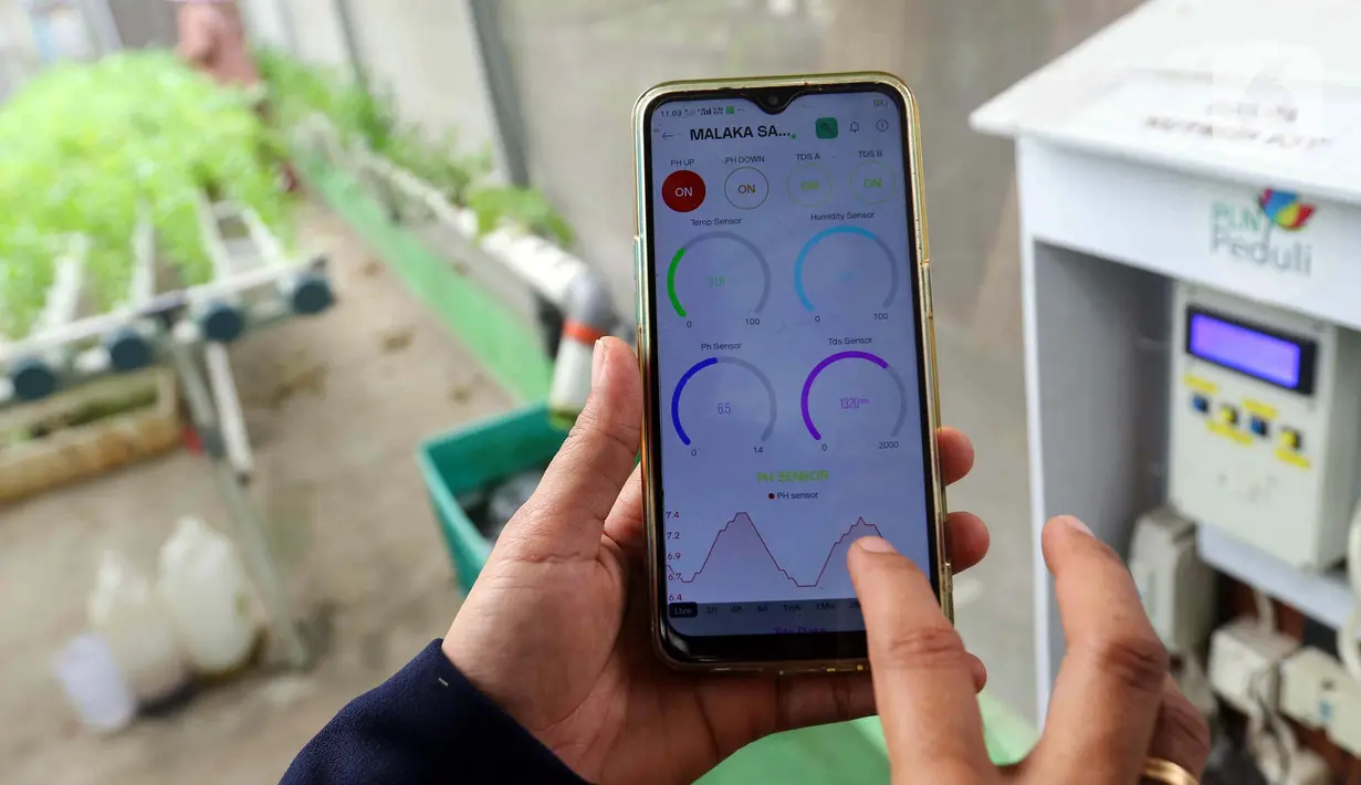 Dengan metode smart farming, mereka bisa memantau nutrisi, pH, sirkulasi air, suhu, serta kelembaban hanya melalui ponsel. (Liputan6.com/Herman Zakharia)
