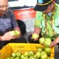 Seperti yang terpantau di Rumah Buah Alam Sutera, Serpong, terlihat apel berwarna hijau jenis Granny Smith masih terpajang