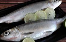 Manfaat Kesehatan Ikan Bandeng yang Perlu Diketahui, Apakah Tetap Sehat Setelah Dipresto?
