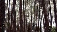 Hutan Pinus  Nongko Ijo Madiun (dok.Instagram2_febianagita_/https://www.instagram.com/p/BrcxEXNH_jQ//Devita