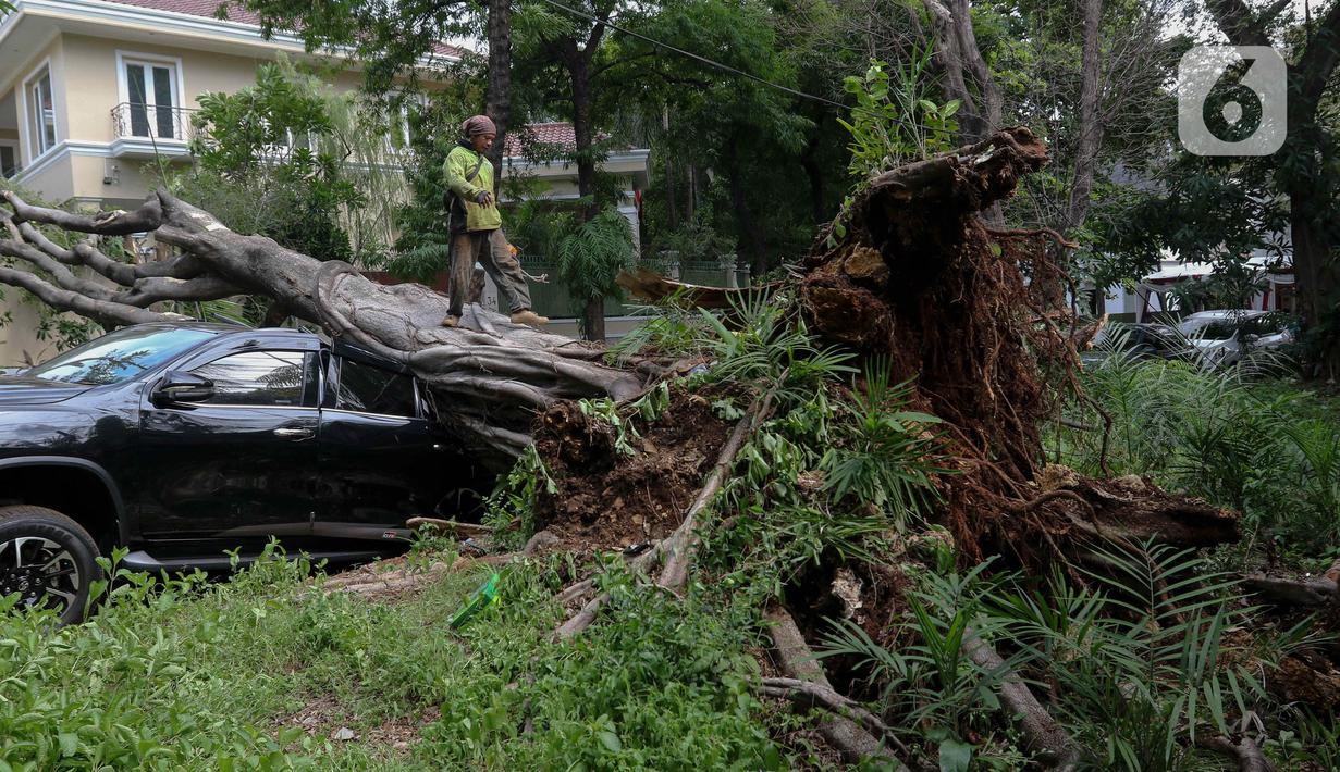 Pohon tumbang tersebut menimpa satu unit mobil Fortuner berwarna hitam yang sedang terparkir di pinggir jalan. (Liputan6.com/Herman Zakharia)
