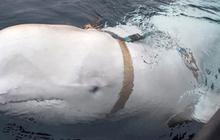 Paus Beluga Putih 'Intel' Rusia Mati Ditembak, ini Daftar Hewan Jadi Mata-Mata Terbaik di Dunia