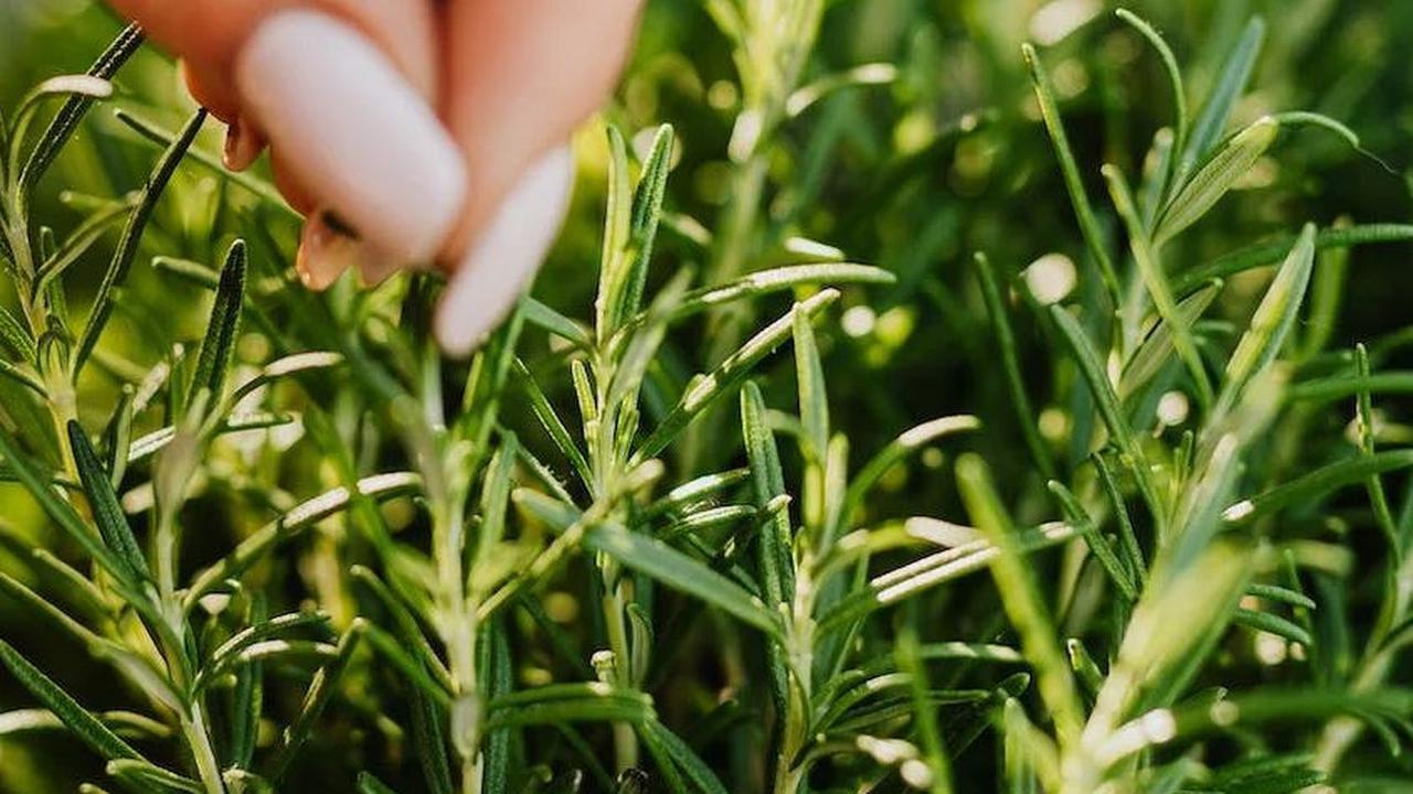 11. Rosemary<br>Rosemary memberikan cita rasa aromatik pada makanan bayi. Anda dapat menambahkan rosemary segar atau kering ke dalam sup atau membuat saus yang kemudian dituangkan pada bubur beras.