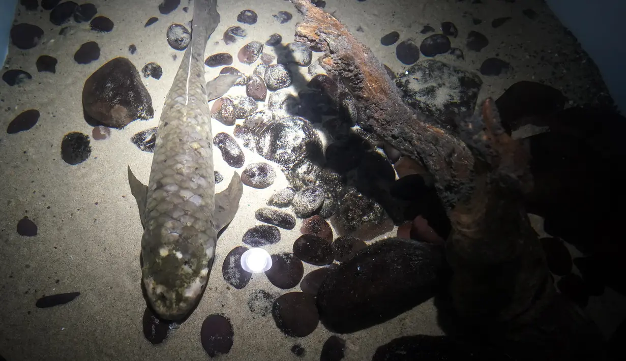 Methuselah, ikan lungfish Australia terlihat di akuarium di San Francisco, Senin (24/1/2022). Methuselah adalah ikan lungfish Australia sepanjang 4 kaki, 40 pon yang dibawa ke California Academy of Sciences pada tahun 1938 dari Australia. (AP Photo/Jeff Chiu)