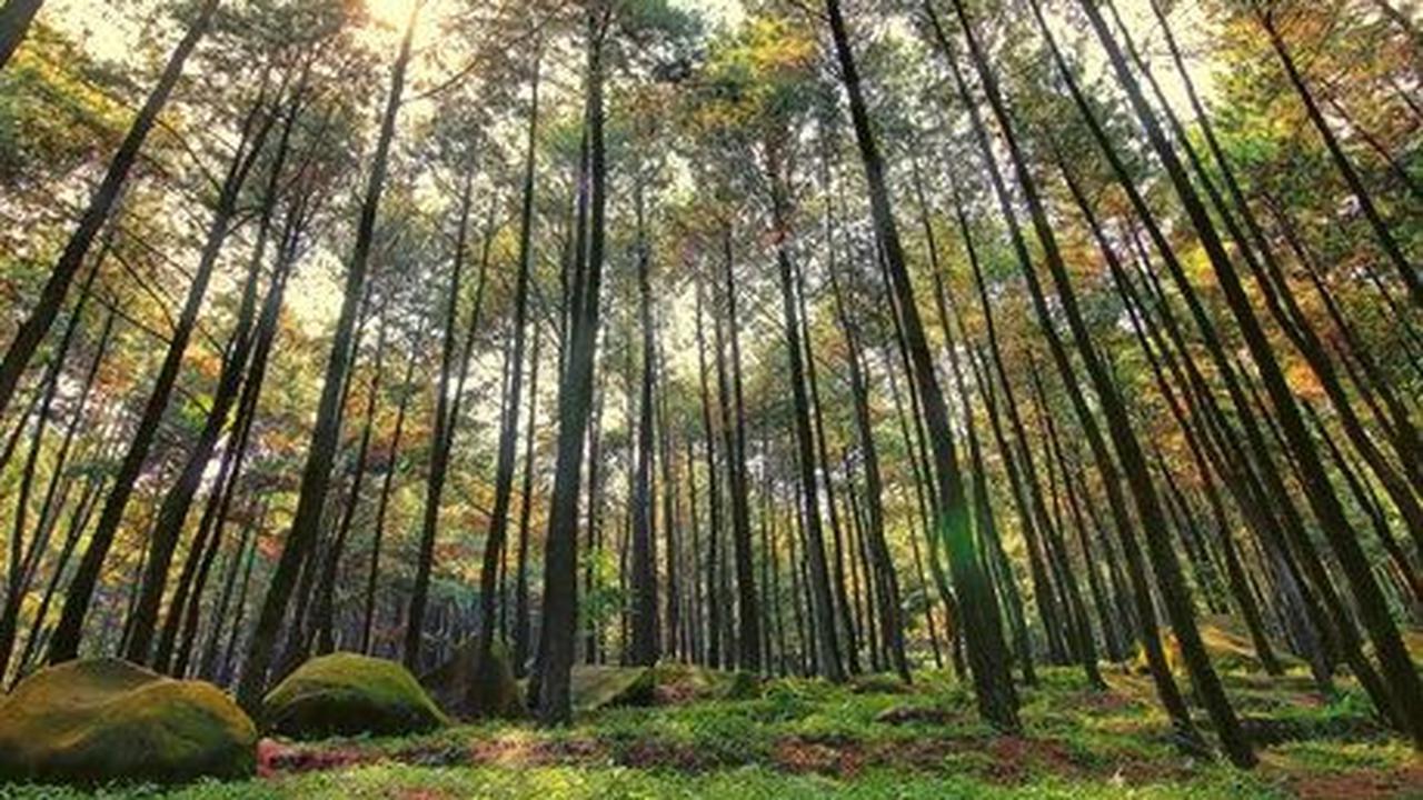 <b>Taman Wisata Alam Gunung Pancar</b><br>