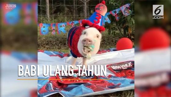 VIDEO: Babi Rayakan Ulang Tahun dengan Tema Spiderman