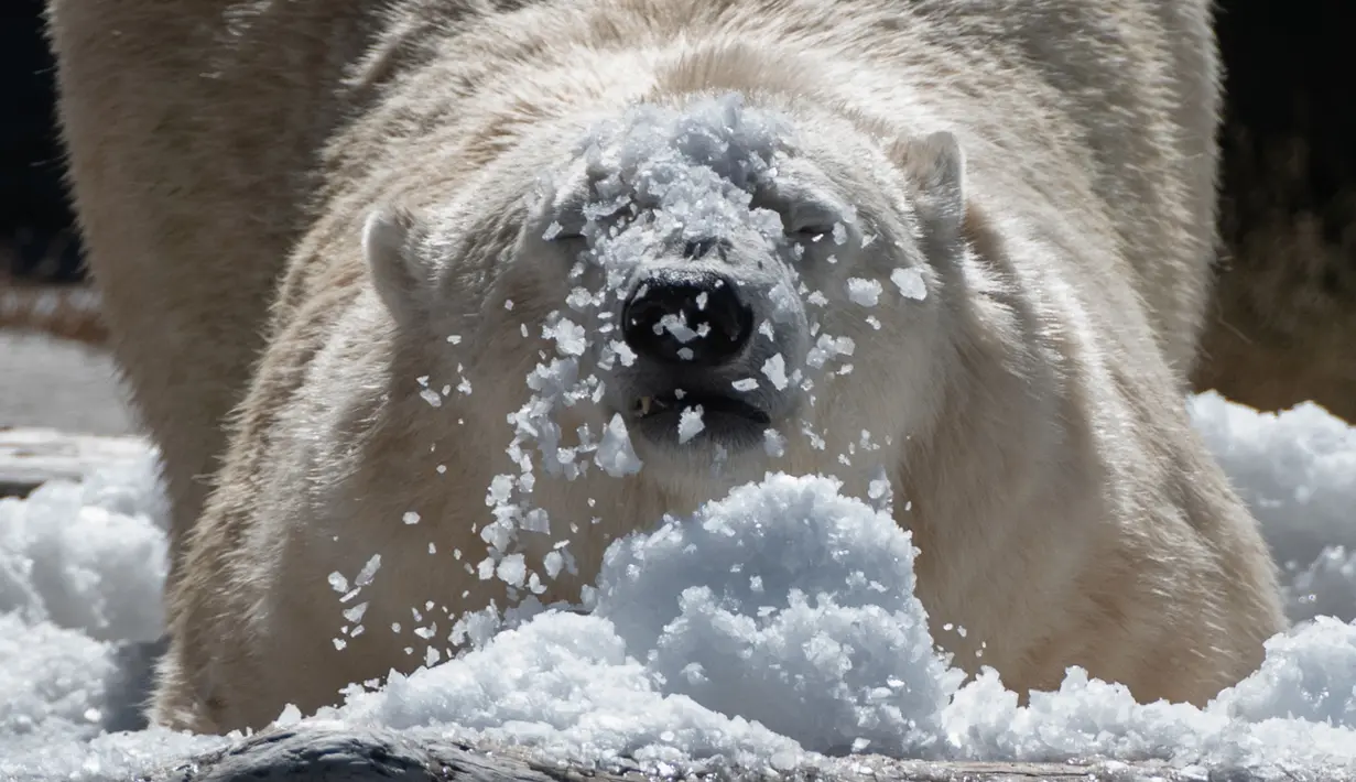 Beruang kutub Tonja mandi es yang disiapkan penjaga kandang Kebun Binatang Tierpark saat gelombang panas melanda Eropa, Berlin, Jerman, Selasa (7/8). (Paul Zinken/dpa/AFP)
