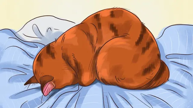 Coba Perhatikan, 6 Posisi Tidur yang Ungkap Suasana Hati Kucing