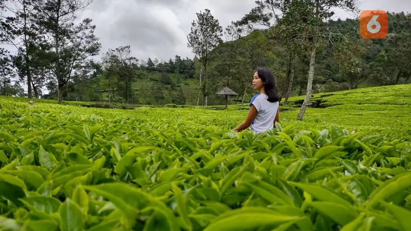 Indahnya Hamparan Kebun Teh Sikatok di Wonosobo