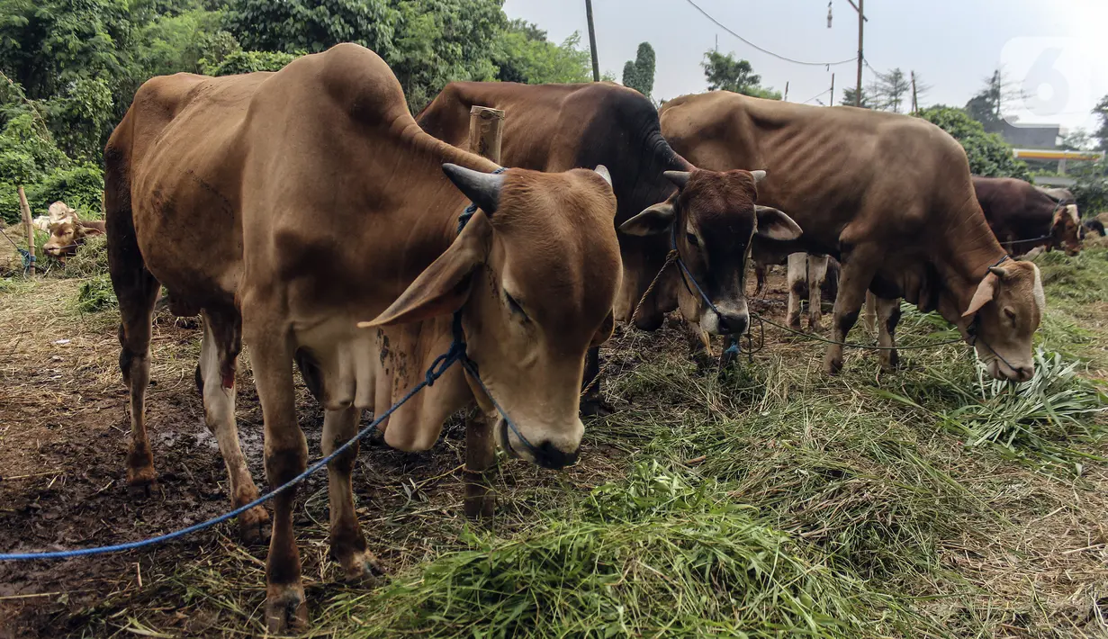 Sejumlah hewan kurban yang dijual sedang memakan rumput di Cipulir, Jakarta, Selasa (28/6/2022). Menjelang Hari Raya Idul Adha, penjualan hewan kurban seperti sapi, kerbau, dan kambing kembali bergeliat meski sedang mewabah virus penyakit mulut dan kuku (PMK). (Liputan6.com/Johan Tallo)