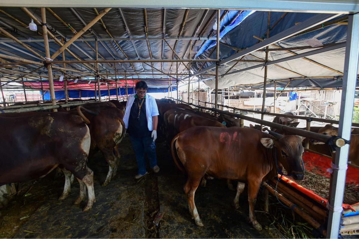 Pemeriksaan kesehatan hewan kurban jelang Iduladha