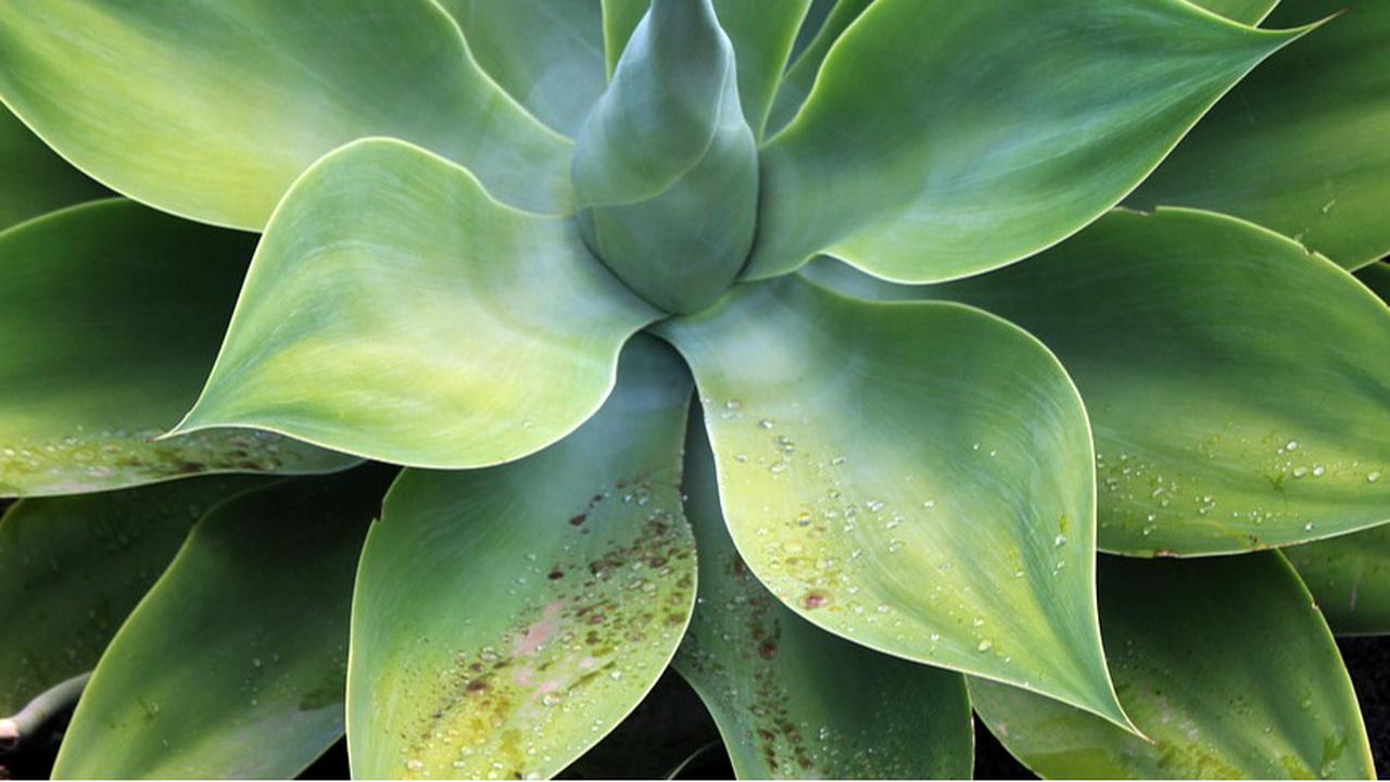 Tanaman Agave