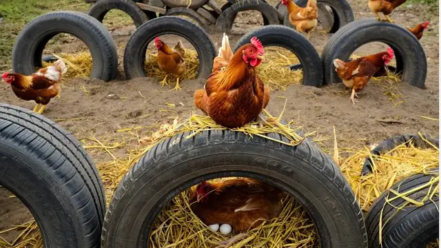 Desain Kandang Ayam dari Barang Bekas Kreatif dan Low Budget (AI)