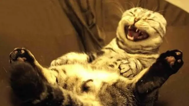 Potret Lucu Kucing Saat Tersenyum Ini Bikin Ketawa Sendiri