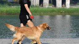Seorang wanita dan anjingnya berjalandi sepanjang danau Hoan Kiem di Hanoi setelah kegiatan olahraga outdoor diizinkan menyusul pelonggaran pembatasan Covid-19, Selasa (28/9/2021). Sejauh ini, 94 persen dari populasi orang dewasa di Hanoi sudah menerima dosis pertama vaksin Covid. (Nhac NGUYEN/AFP)