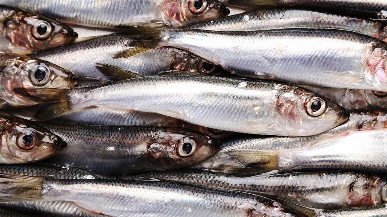 4. Ikan Sarden