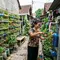 7 Cara Membuat Taman Mini dari Botol Bekas, Solusi Kreatif untuk Lahan Sempit