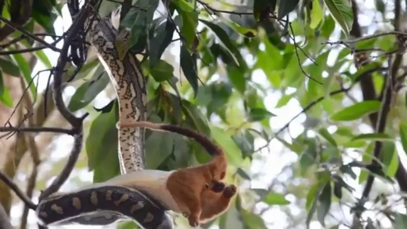 Seorang pria bernama Greg Hosking merekam video seekor ular piton menelan possum di ranting pohon belakang rumah (AustralianPlus/Greg Hosking)