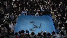 Kaum Yahudi Ultra-Ortodoks mengelilingi kolam plastik dengan air dan ikan saat mereka berpartisipasi dalam upacara Tashlich di kota ultra-Ortodoks Israel Bnei Brak dekat Tel Aviv, Senin, 3 Oktober 2022. Dalam upacara Tashlich, orang-orang Yahudi pergi ke genangan air besar dan secara simbolis 'membuang' dosa-dosa dengan melemparkan sepotong roti atau makanan serupa ke dalam air. (AP Photo/Oded Balilty)