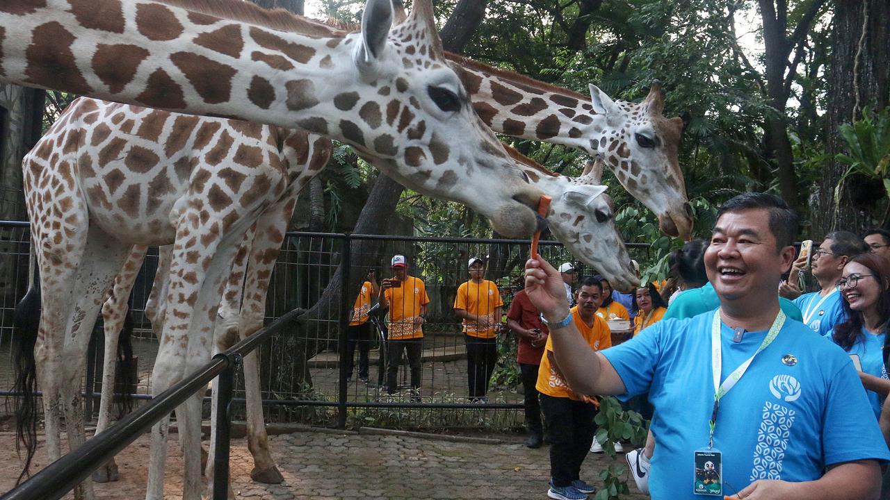 Rajaka, anak jerapah di Taman Margasatwa Ragunan