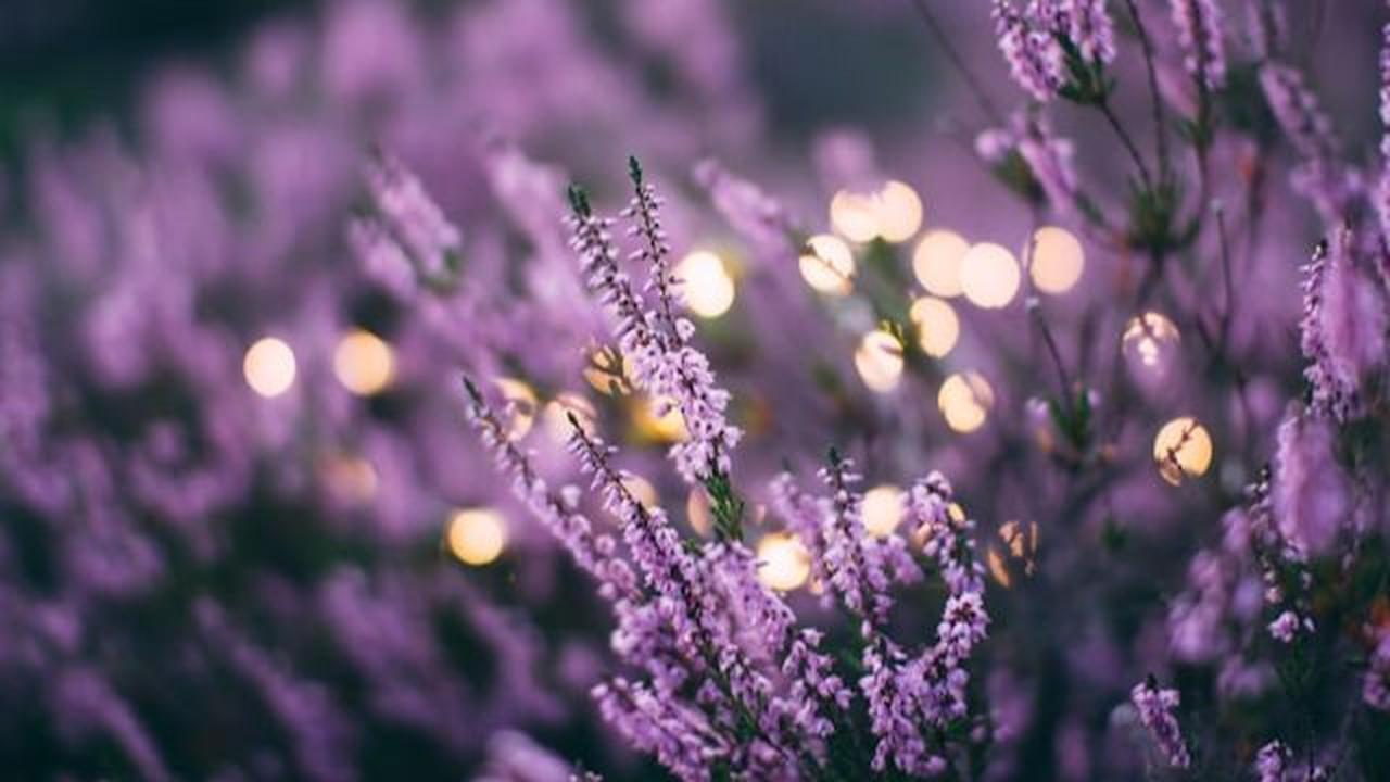 Lavender
