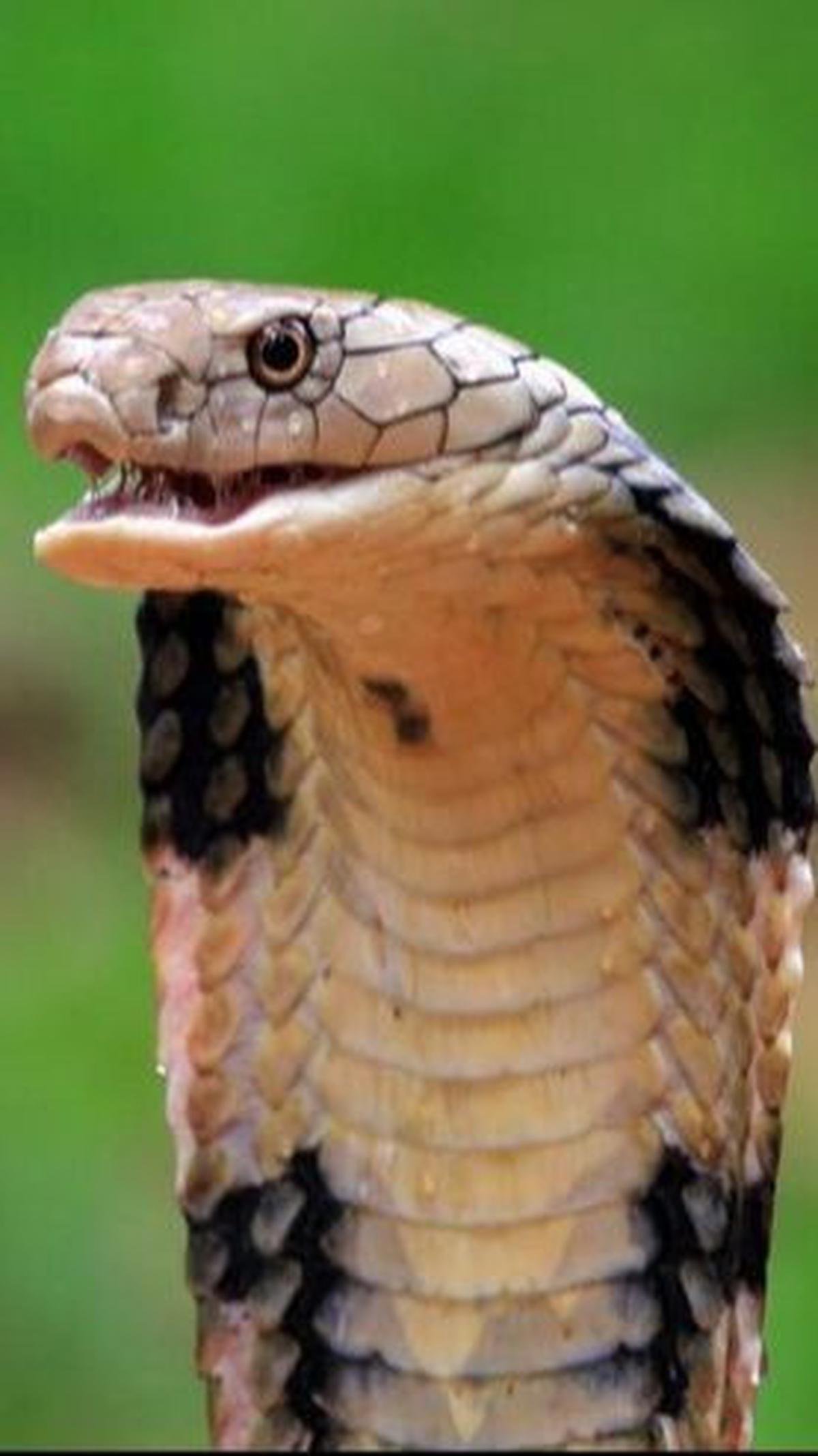 <b>10. Ular Kobra Jawa (Naja Sputarix)</b>