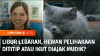 Bagi teman-teman yang punya binatang peliharaan, liputan yang satu ini bisa menjawab kegalauan kamu dan para pawrent  alias pemilik hewan peliharaan saat musim mudik tiba. Kita simak.