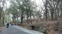 Kala Sinar Matahari Pagi Jatuh di Kawasan Hutan Lindung Sermo  