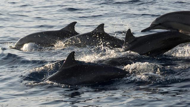 Lumba-Lumba Liar di Pantai Lovina Bali