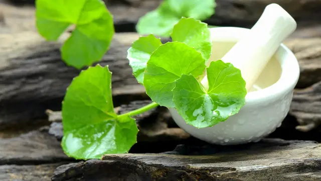 ilustrasi jenis tanaman/areeya_ann/shutterstock