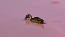 Seekor bebek berenang di danau yang berubah warna menjadi pink di Westgate Park, Melbourne, Australia, Senin (4/3). Westgate Park memiliki alga yang tumbuh di dasar sungai yang membentuk pigmen warna merah atau beta karoten. (William WEST/AFP)