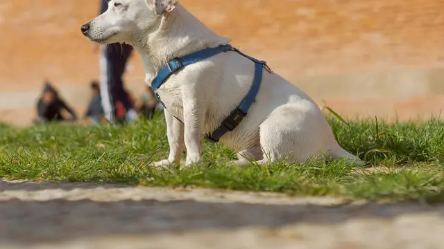 Dog Harness