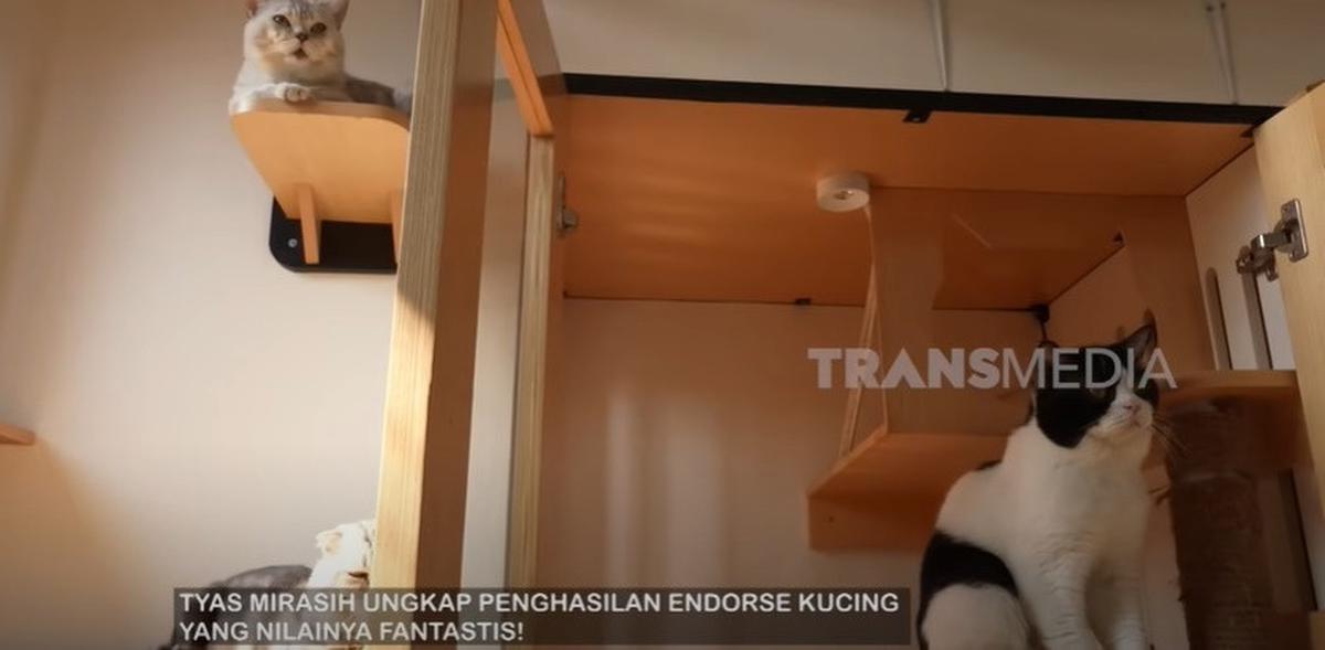 7 Potret Rumah Kucing Tyas Mirasih bak Asrama, Dihuni 24 Ekor Anabul - Ada Ruang Melahirkan