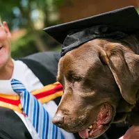 Anjing-anjing ini lulus kuliah dan diwisuda!