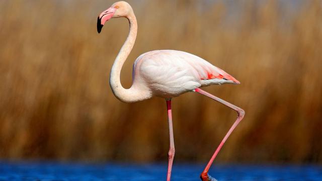 flamingo